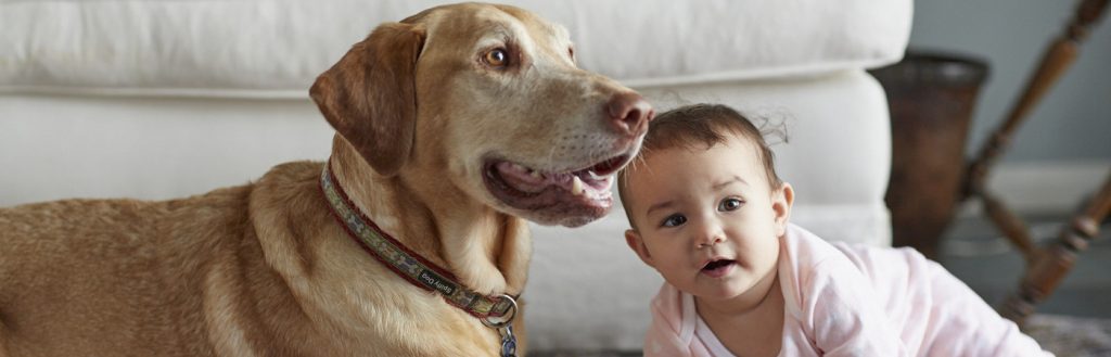 16_Dog_Licking_Baby_1886